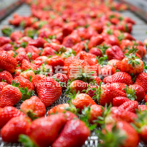 精选草莓优果
